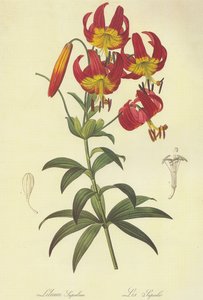 Lilium Superbum Lithograph